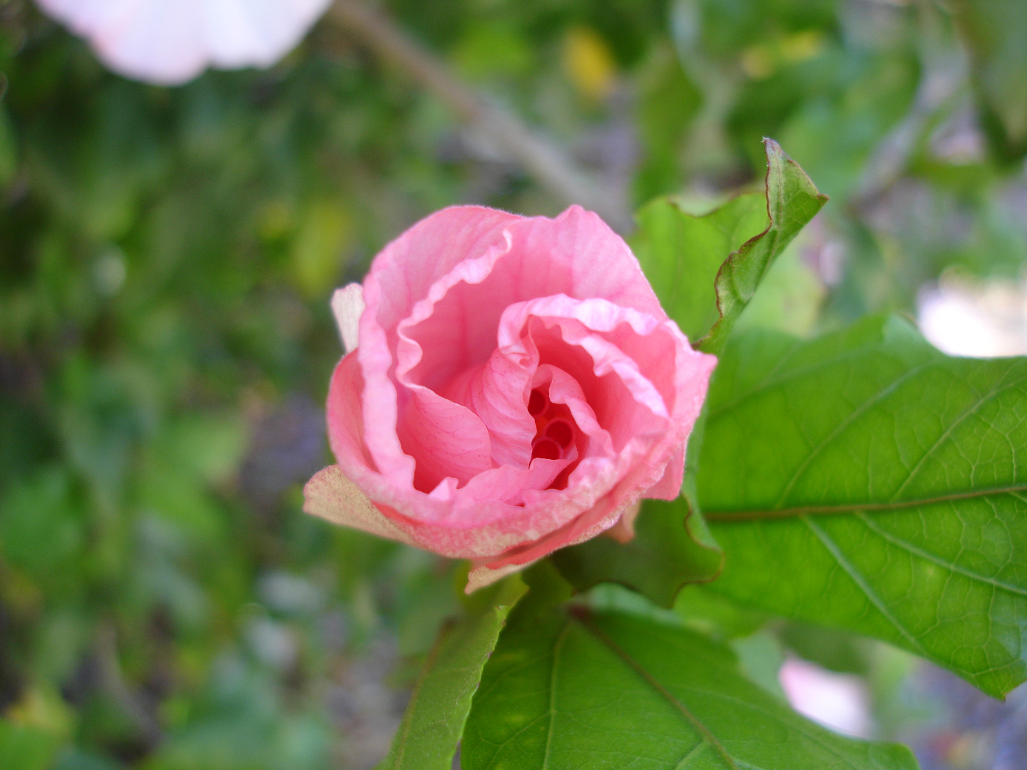 Hibiscus