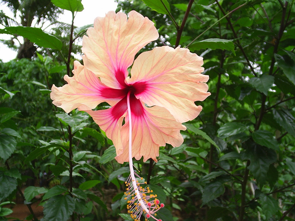 Hibiscus