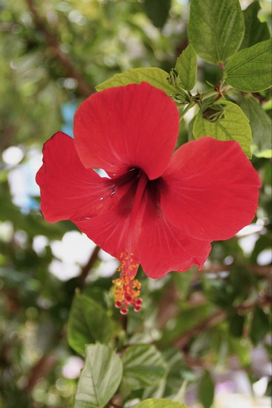 Hibiscus