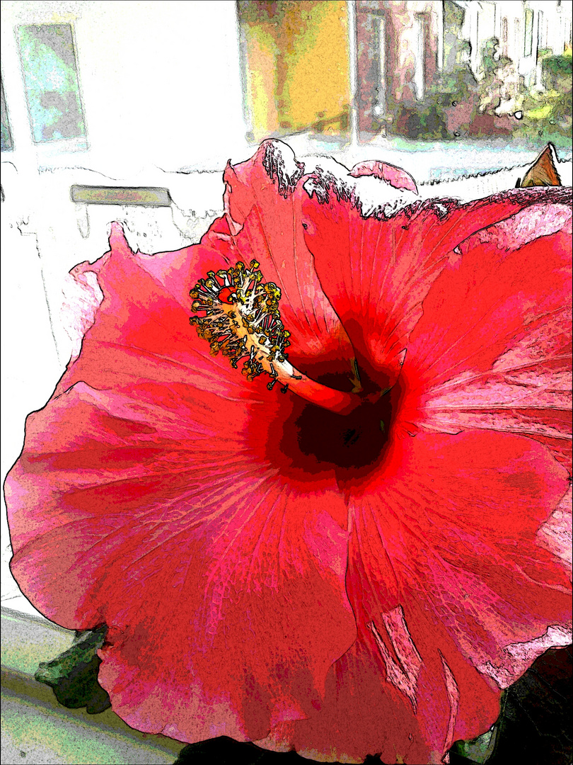 Hibiscus