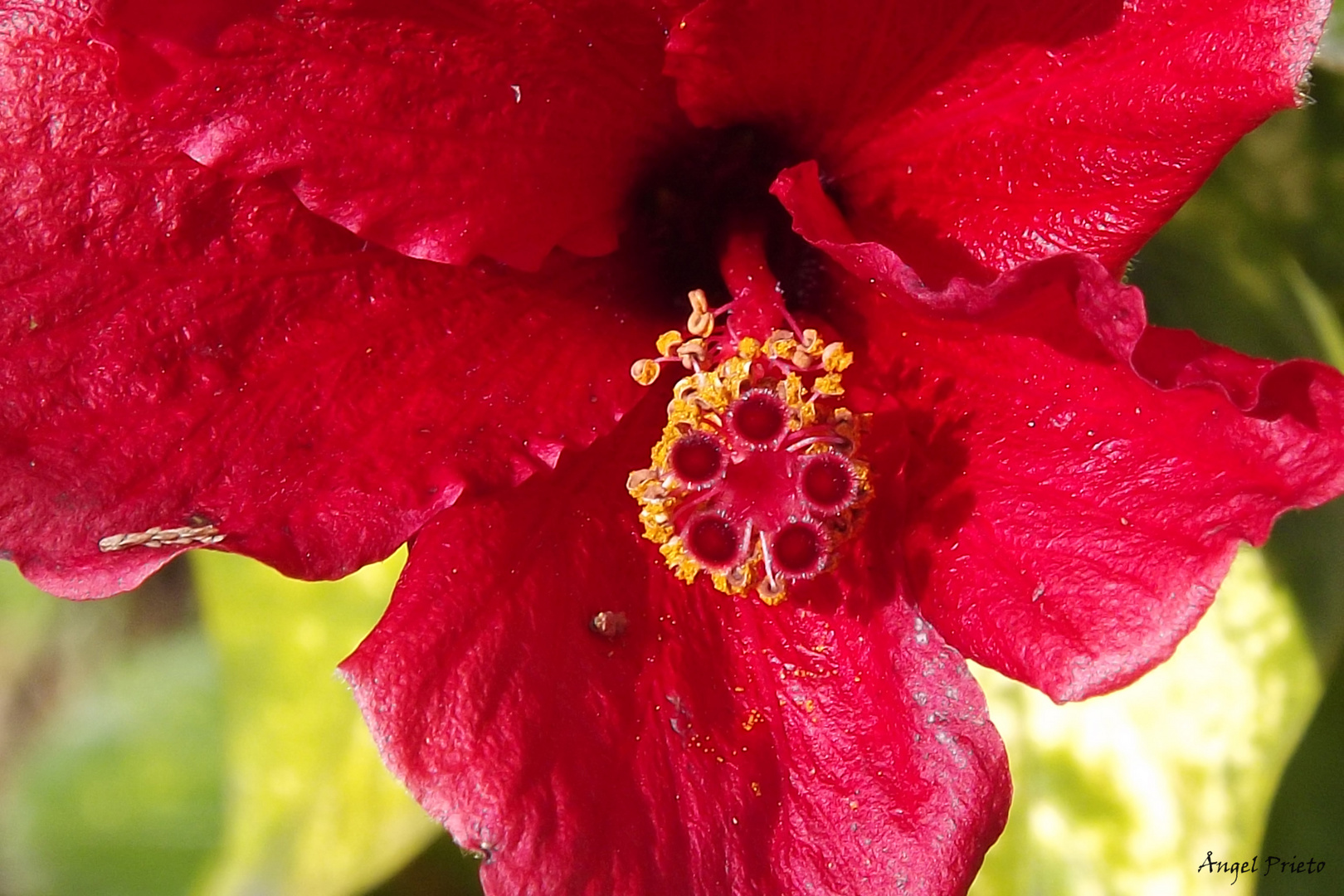 HIBISCUS