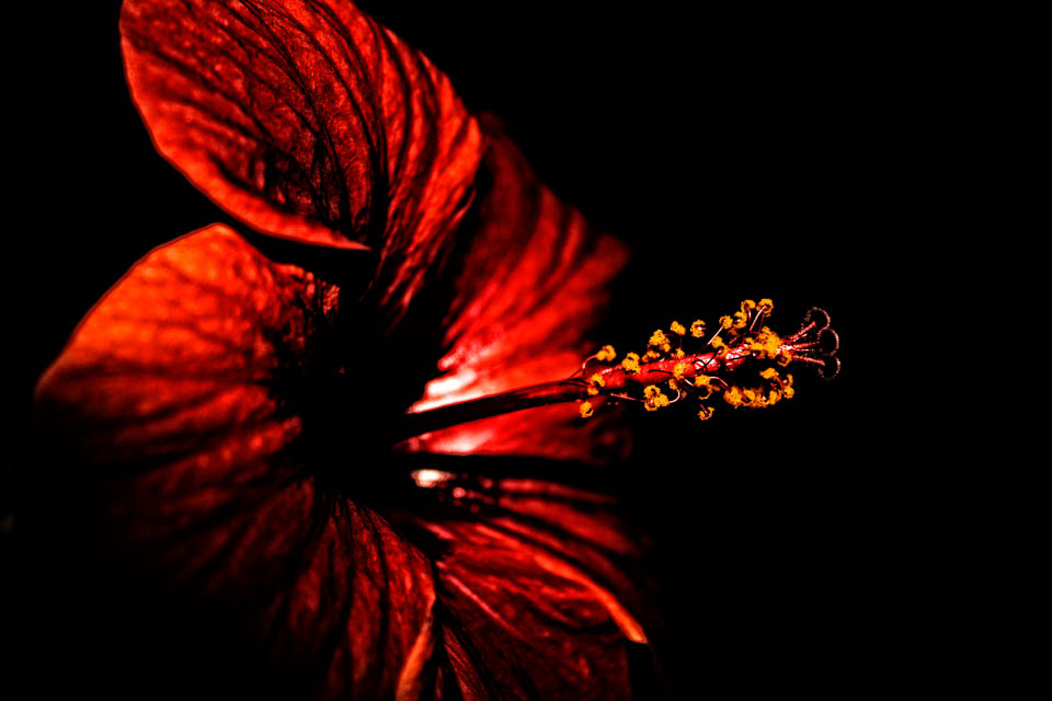 Hibiscus