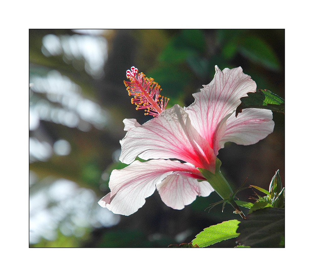 Hibiscus