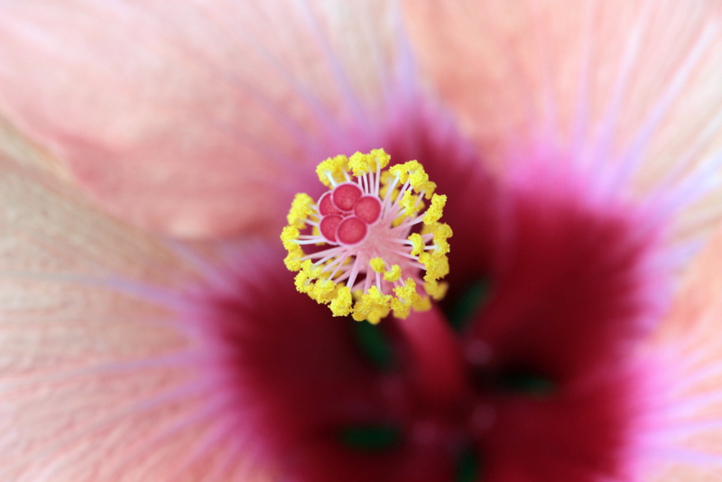 Hibiscus