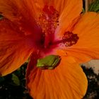 Hibiscus