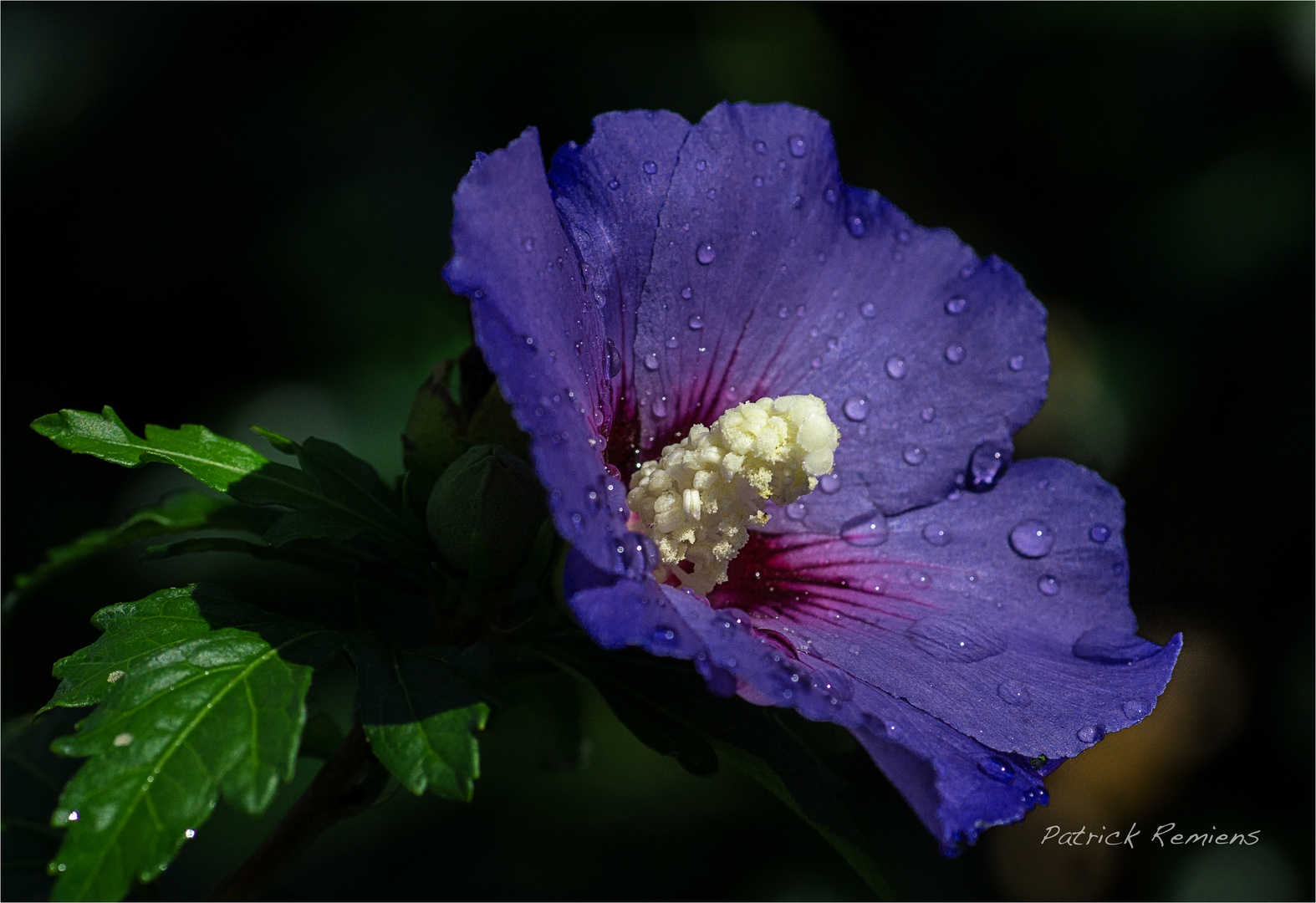 hibiscus