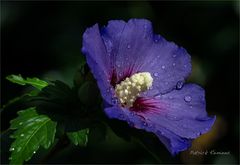 hibiscus