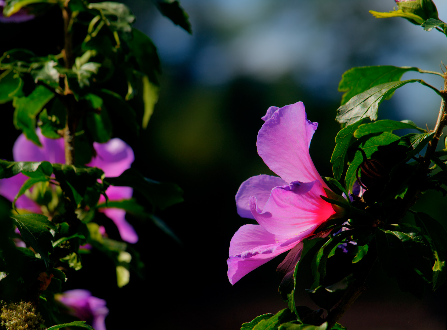 Hibiscus