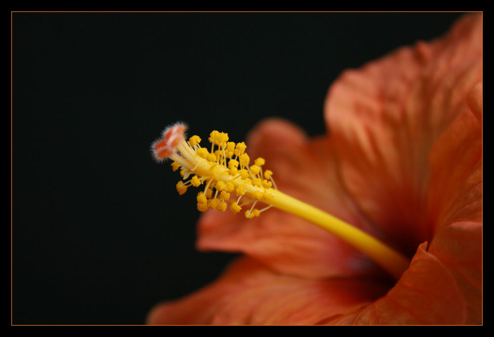 Hibiscus