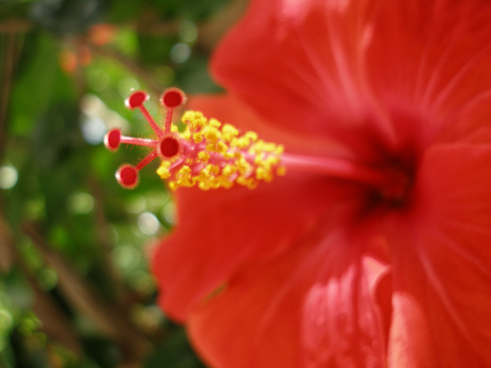 Hibiscus