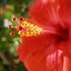 Hibiscus