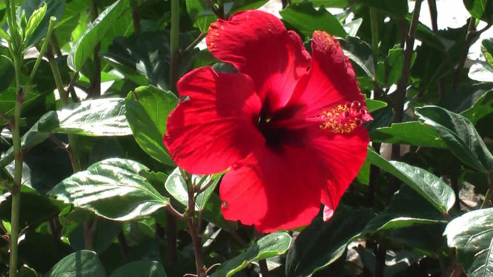 Hibiscus