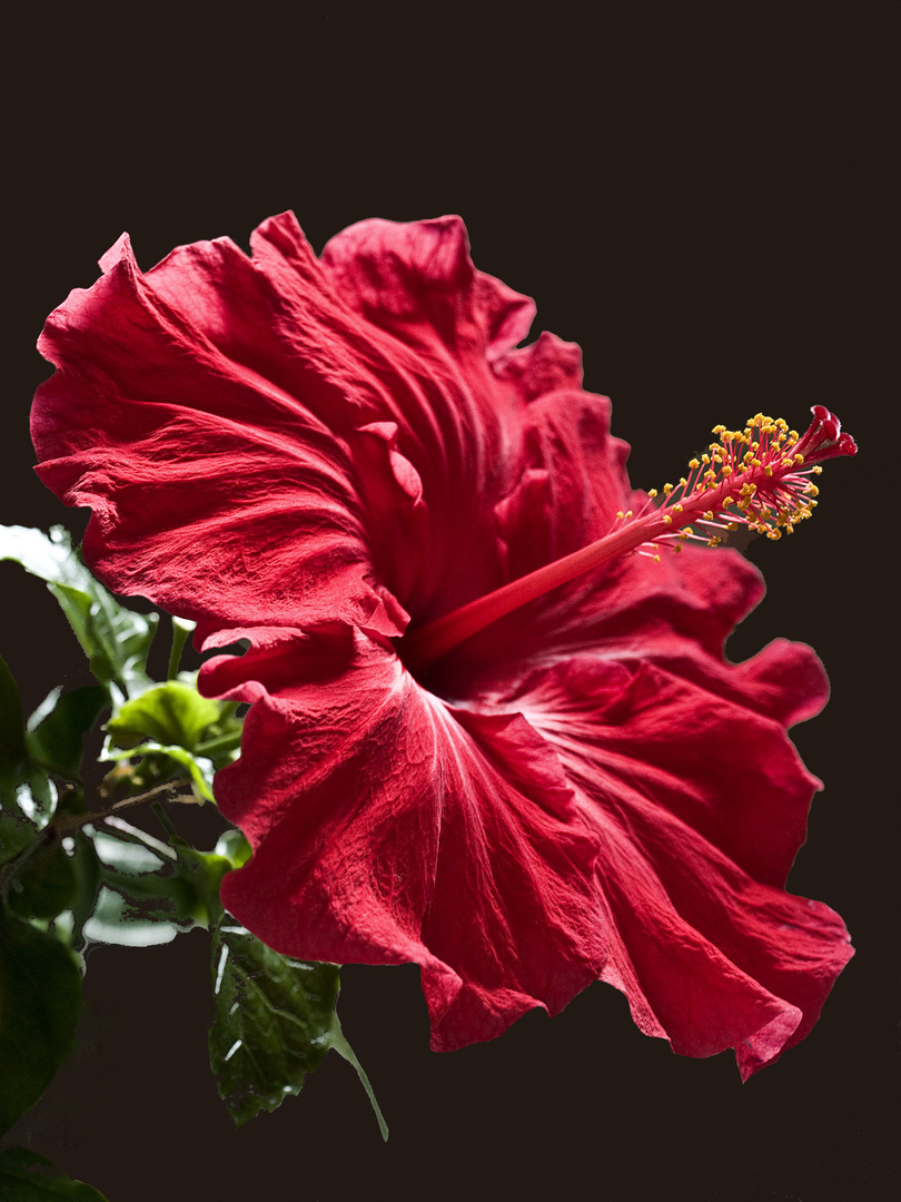 Hibiscus