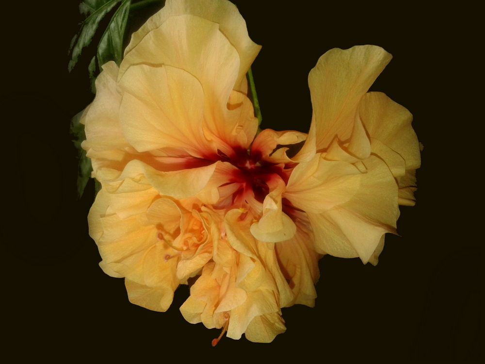 Hibiscus