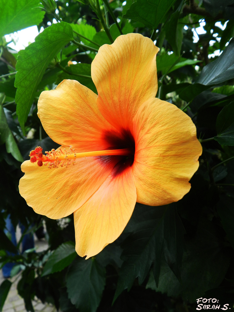 Hibiscus