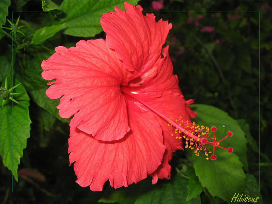 Hibiscus