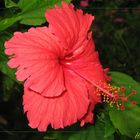 Hibiscus