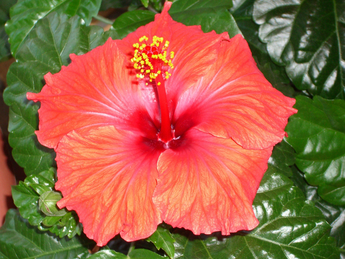 Hibiscus