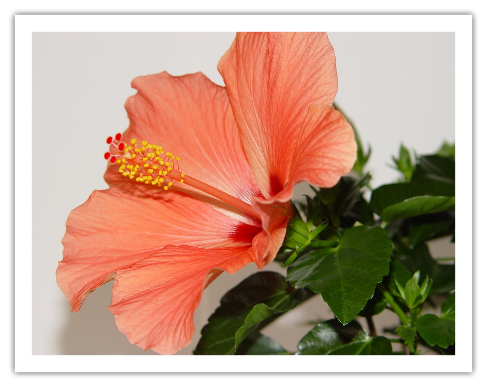 Hibiscus