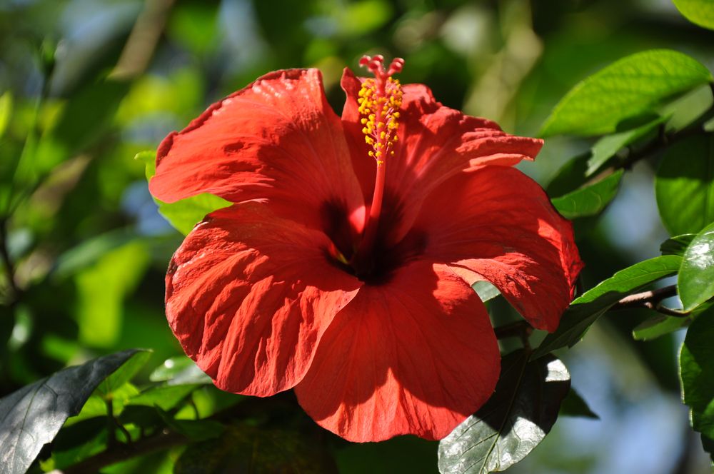 Hibiscus von Didier Junk 