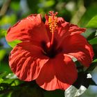 Hibiscus