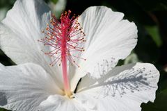 Hibiscus