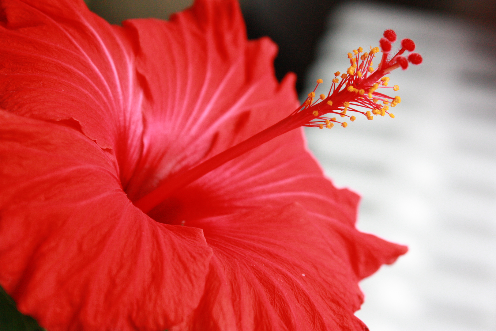 Hibiscus