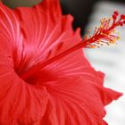 Hibiscus