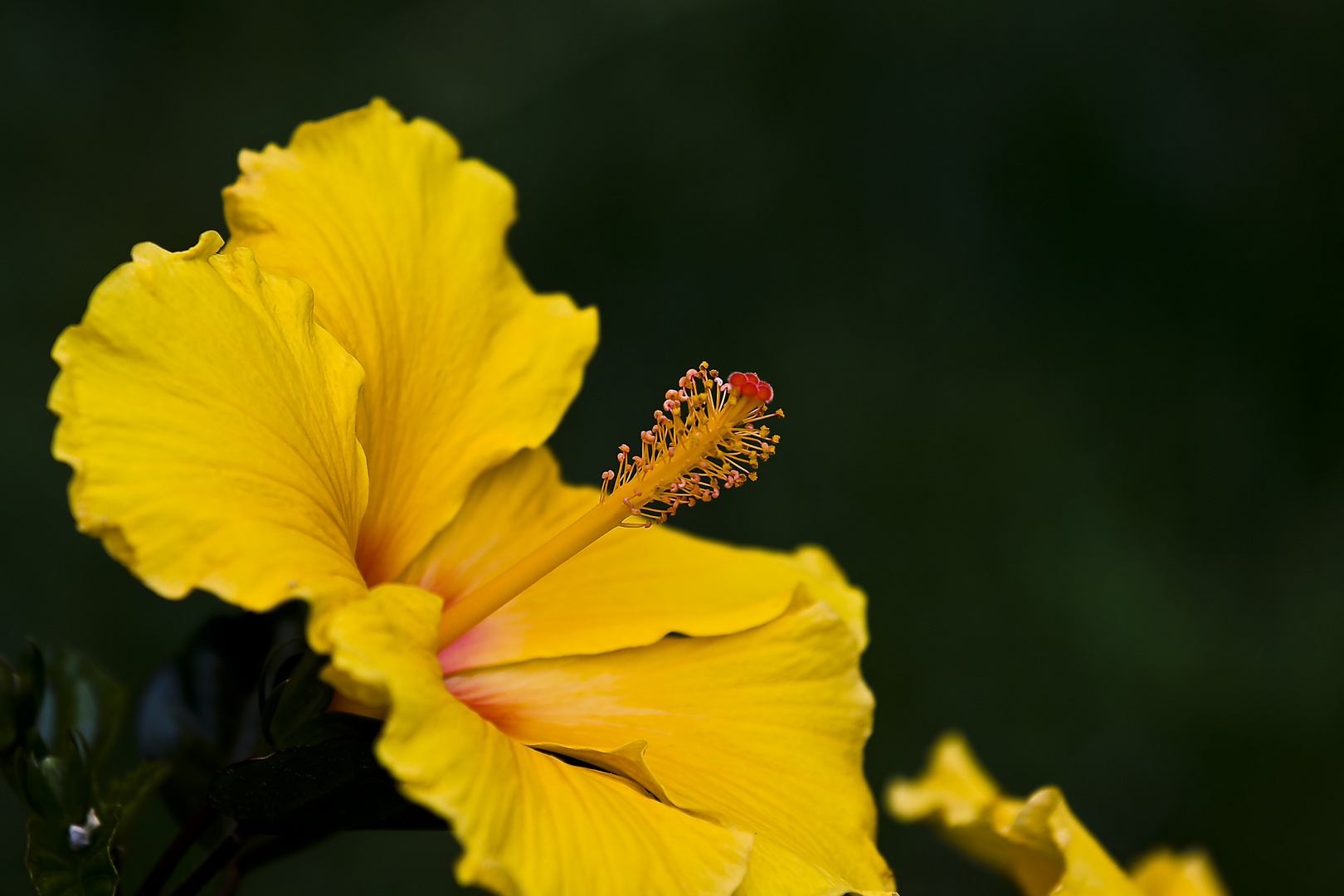 Hibiscus