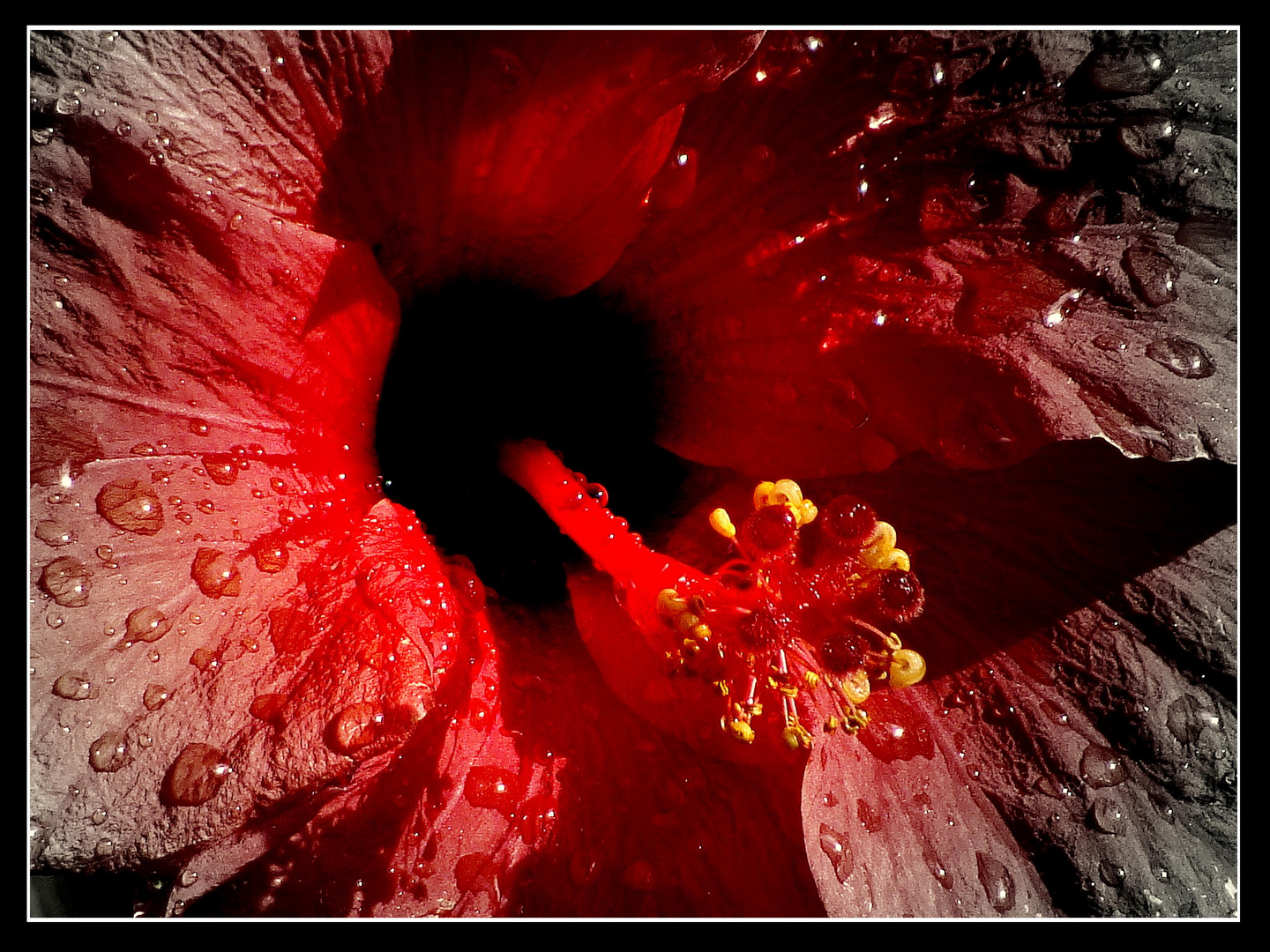 Hibiscus