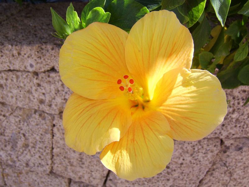 Hibiscus