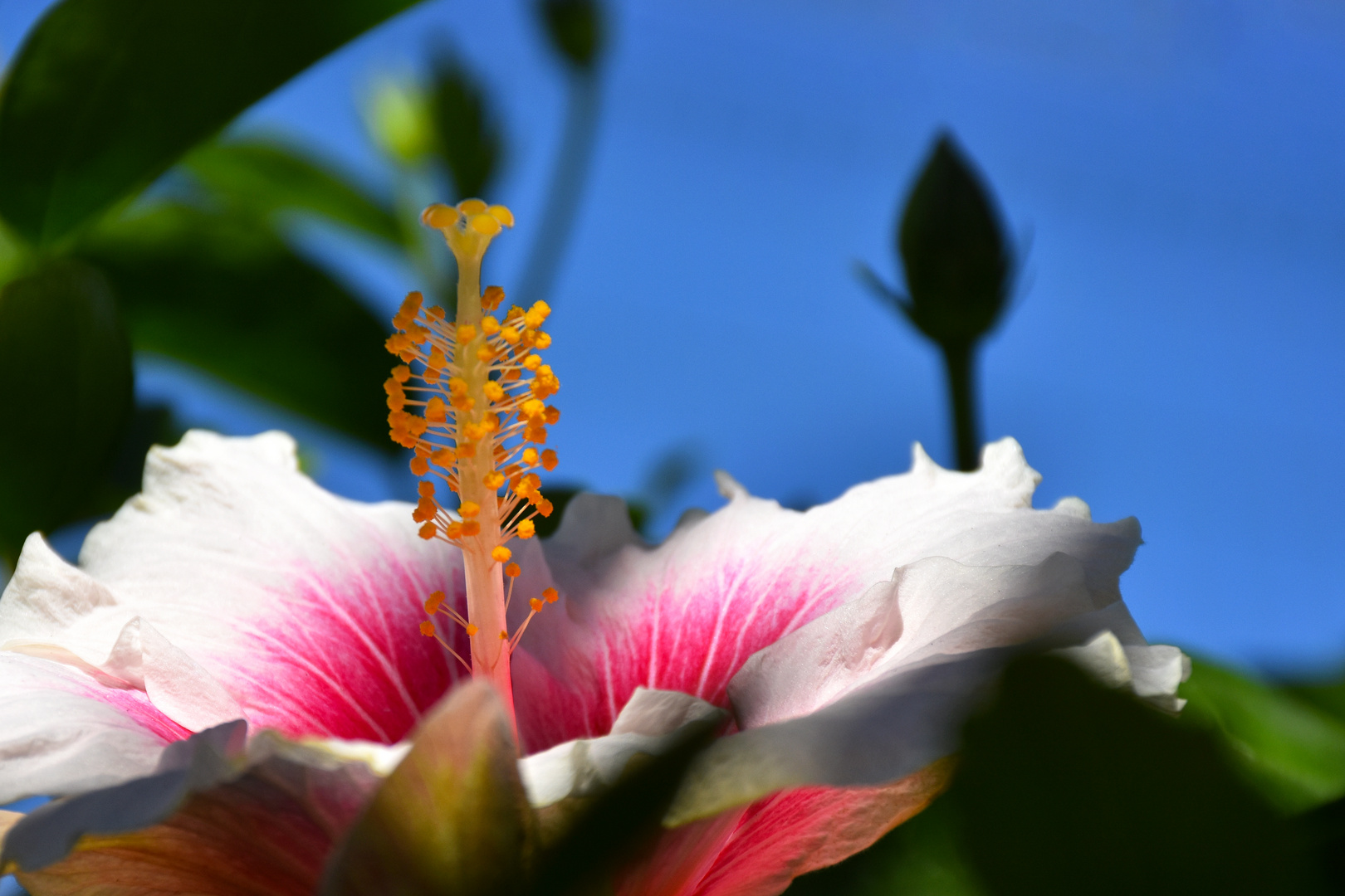 Hibiscus