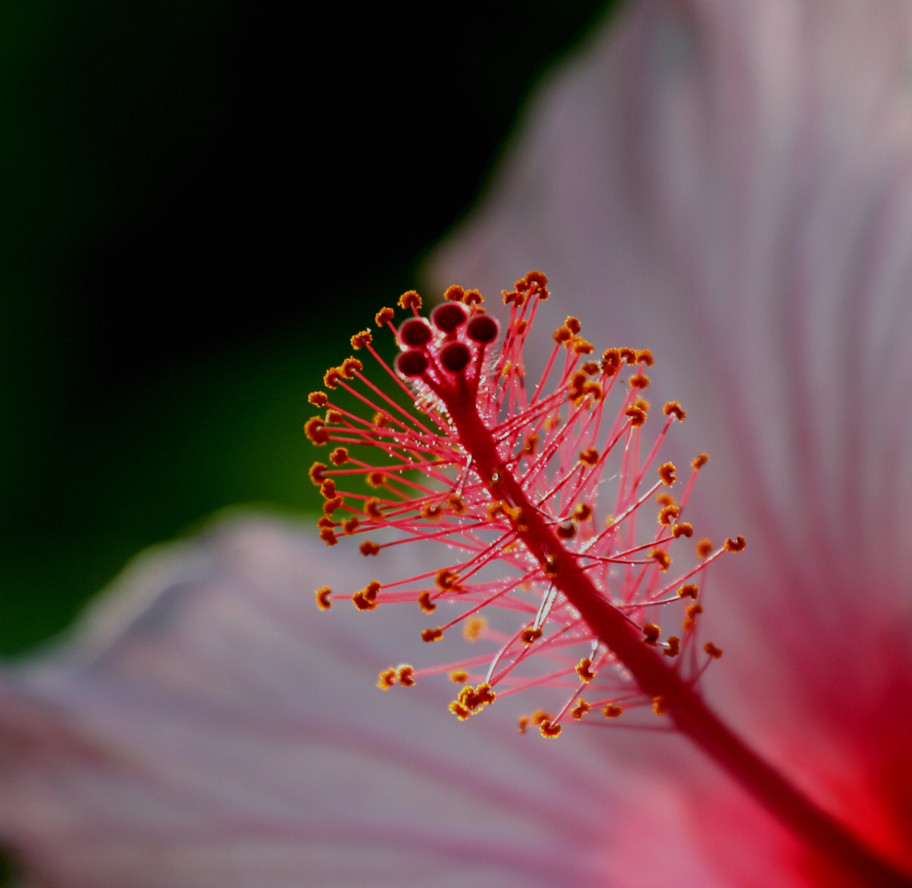 Hibiscus