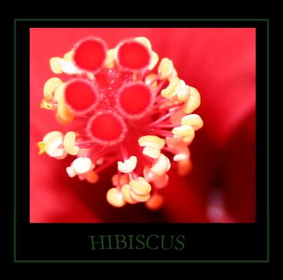 Hibiscus