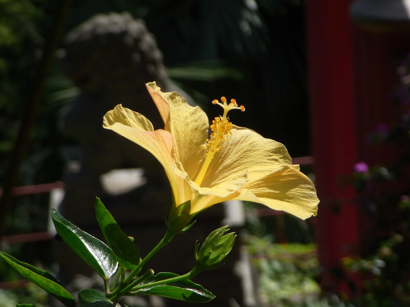 Hibiscus