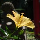 Hibiscus