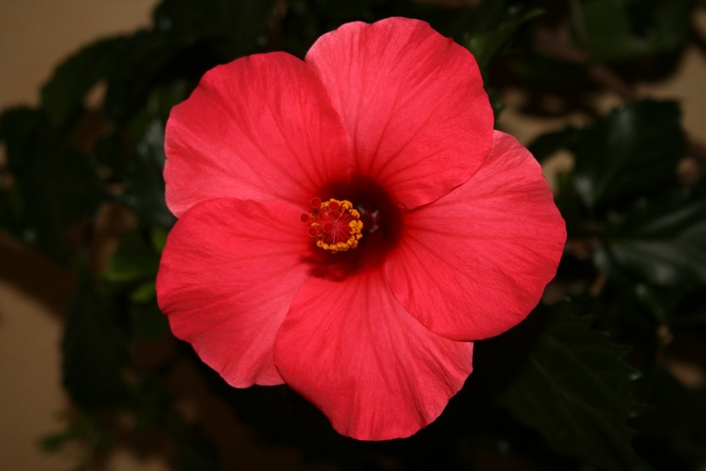 Hibiscus