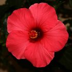 Hibiscus