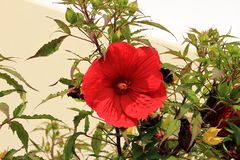 Hibiscus