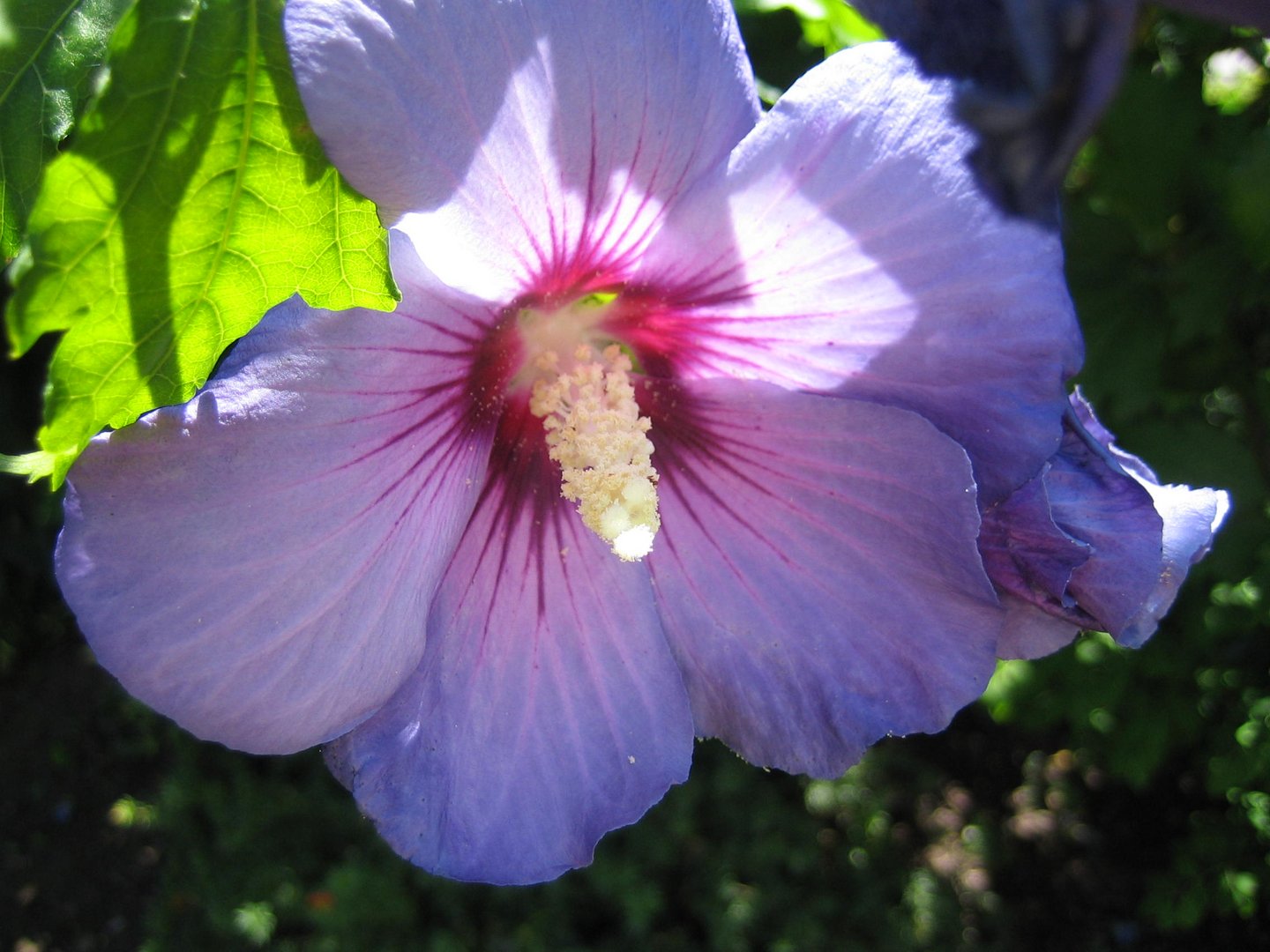 HIBISCUS