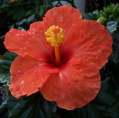 Hibiscus