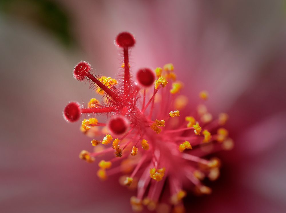 Hibiscus