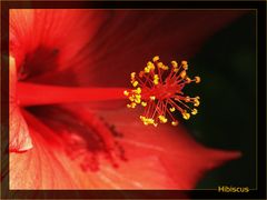 Hibiscus