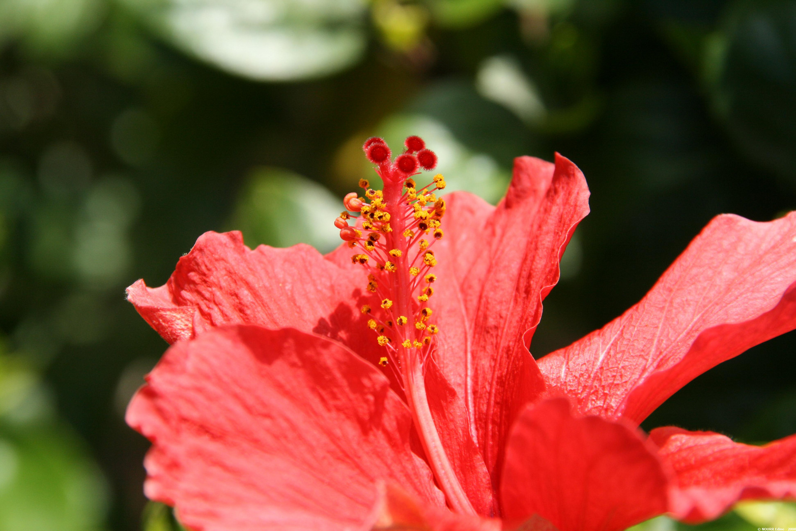 Hibiscus