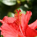 Hibiscus