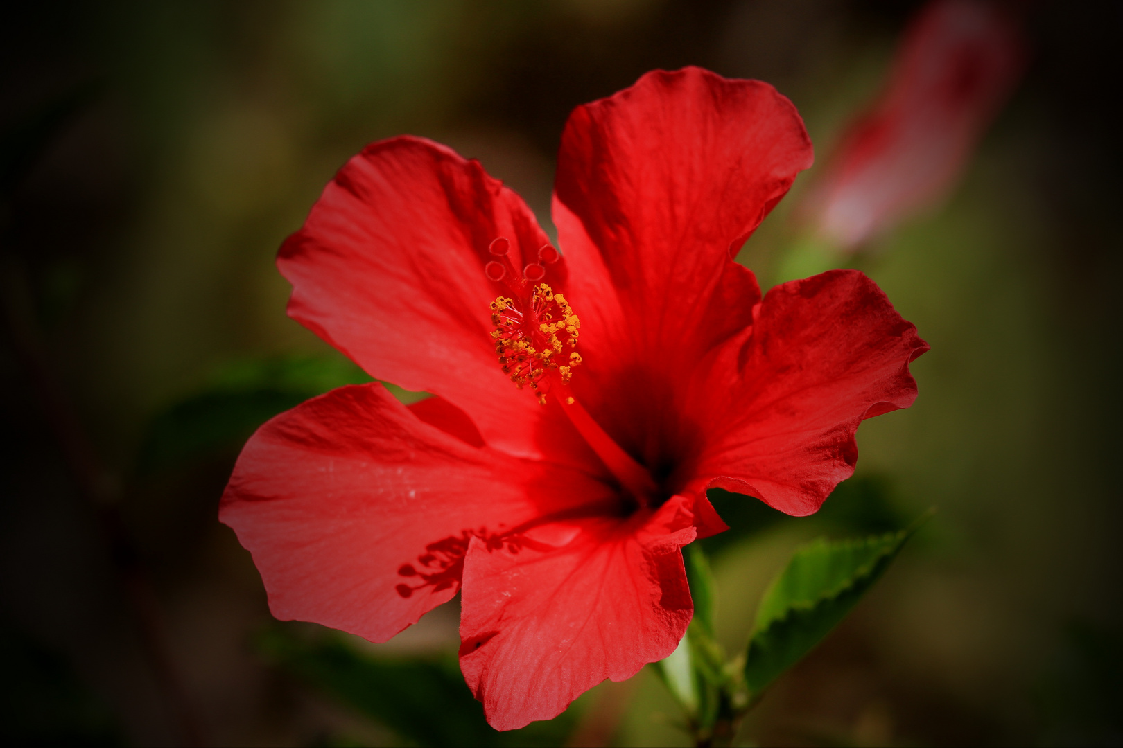 Hibiscus