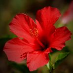 Hibiscus