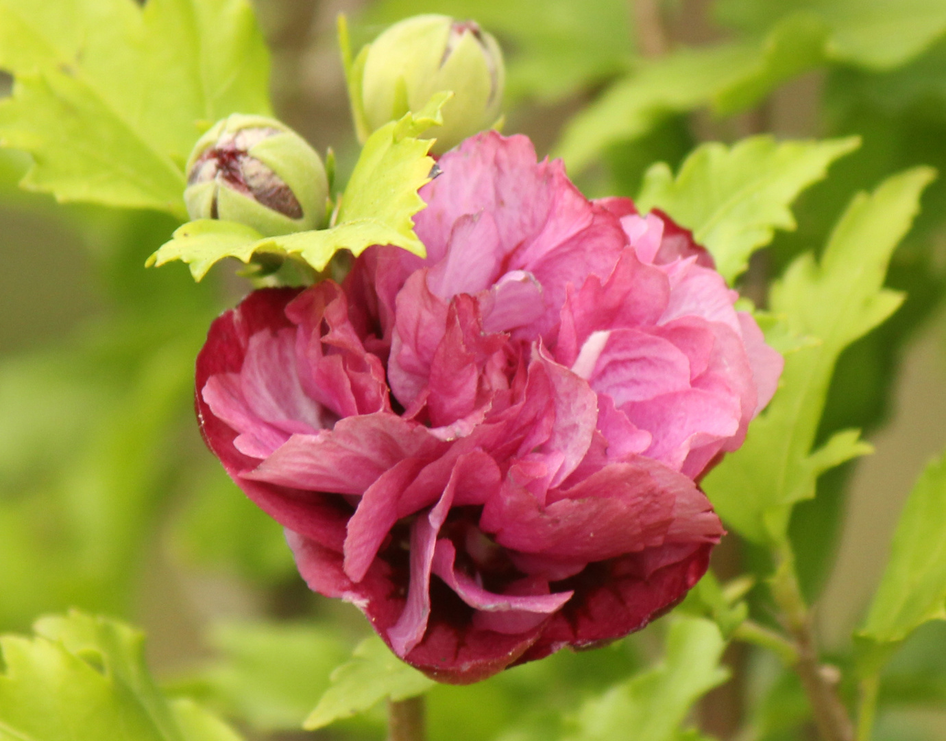 Hibiscus