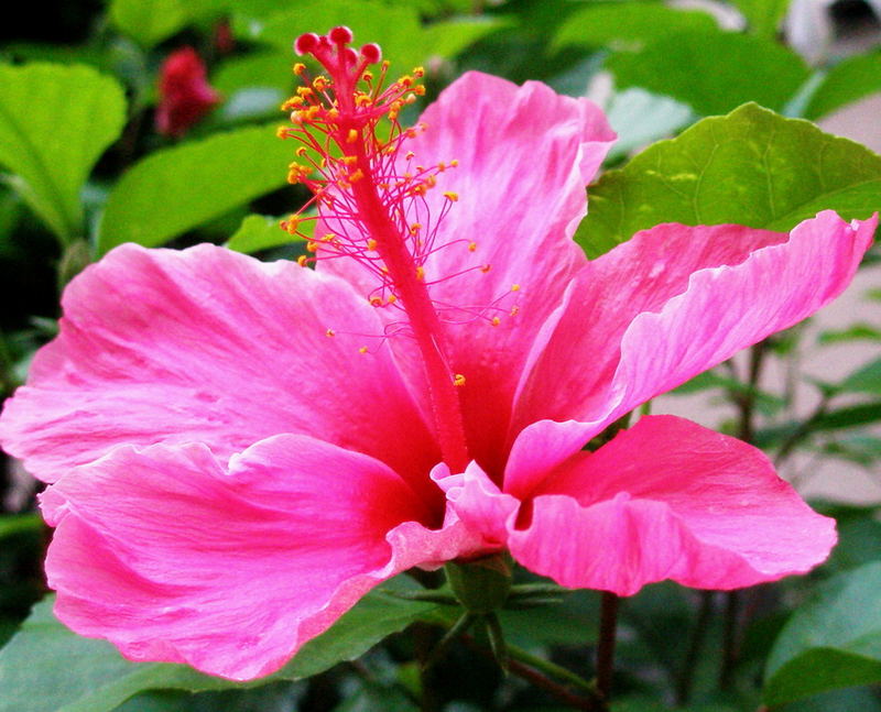 Hibiscus