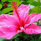 Hibiscus